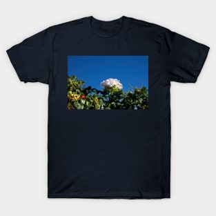 White Dog Rose under a clear blue sky T-Shirt